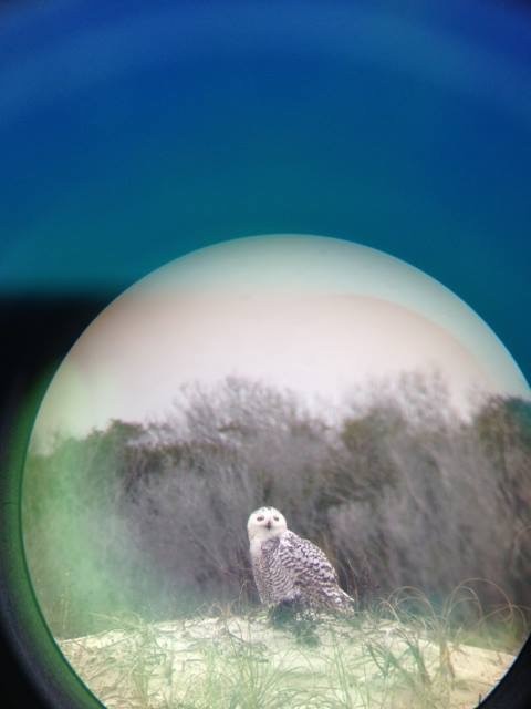 Snowy Owl - Roxanne Featherly