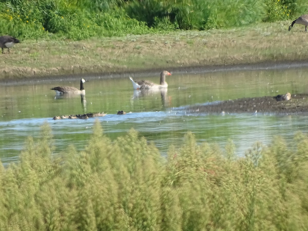 Graylag Goose (Domestic type) - ML34354081