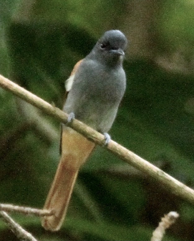 Rufous-vented Paradise-Flycatcher - ML343542171