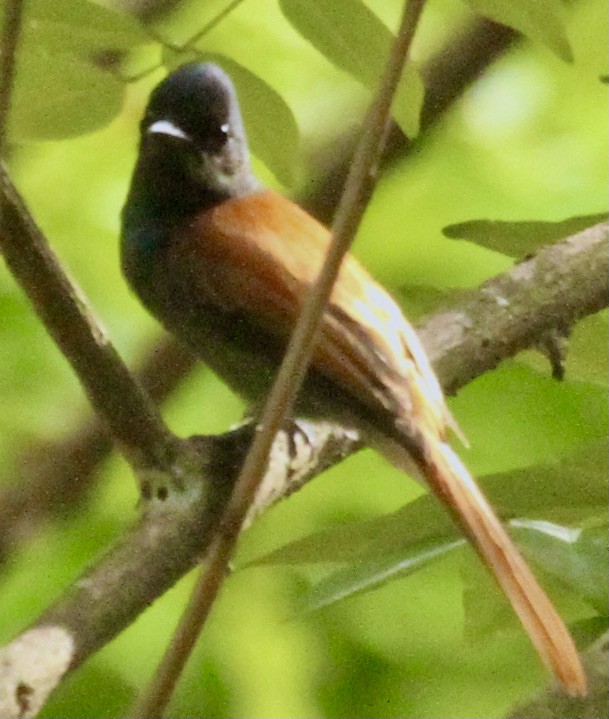 Rufous-vented Paradise-Flycatcher - Connie Lintz