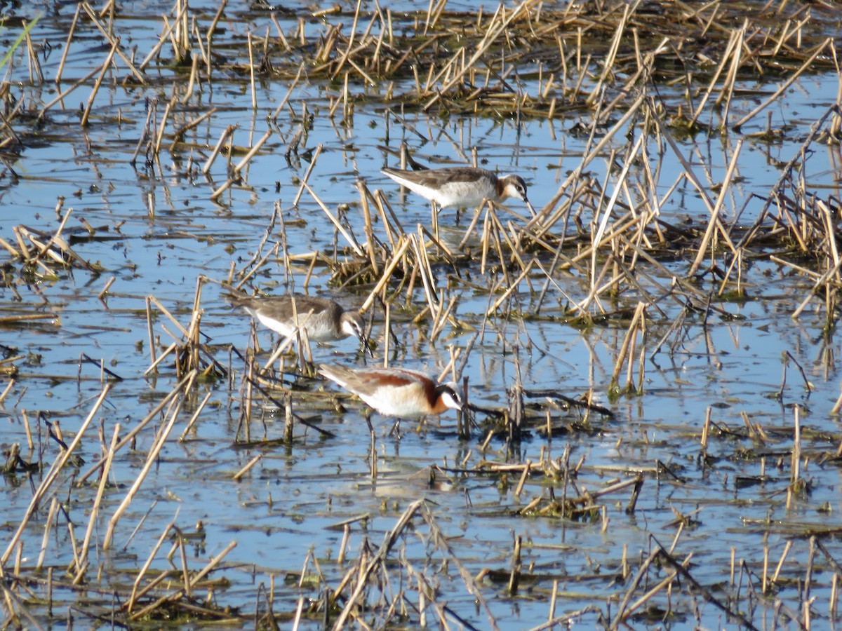 Falaropo Tricolor - ML343543171