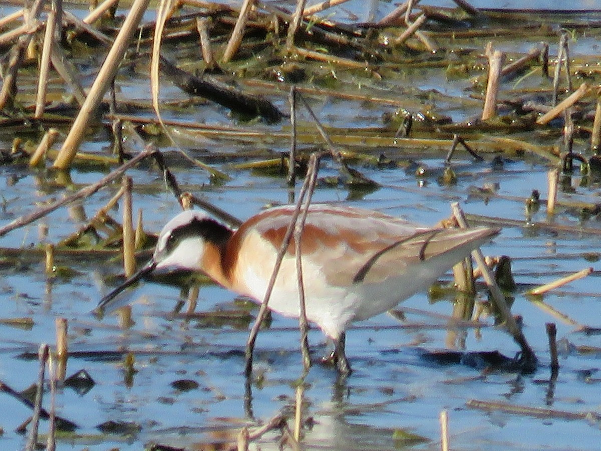 Falaropo Tricolor - ML343545211