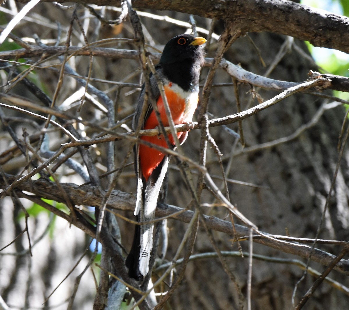 Elegant Trogon - ML343547241