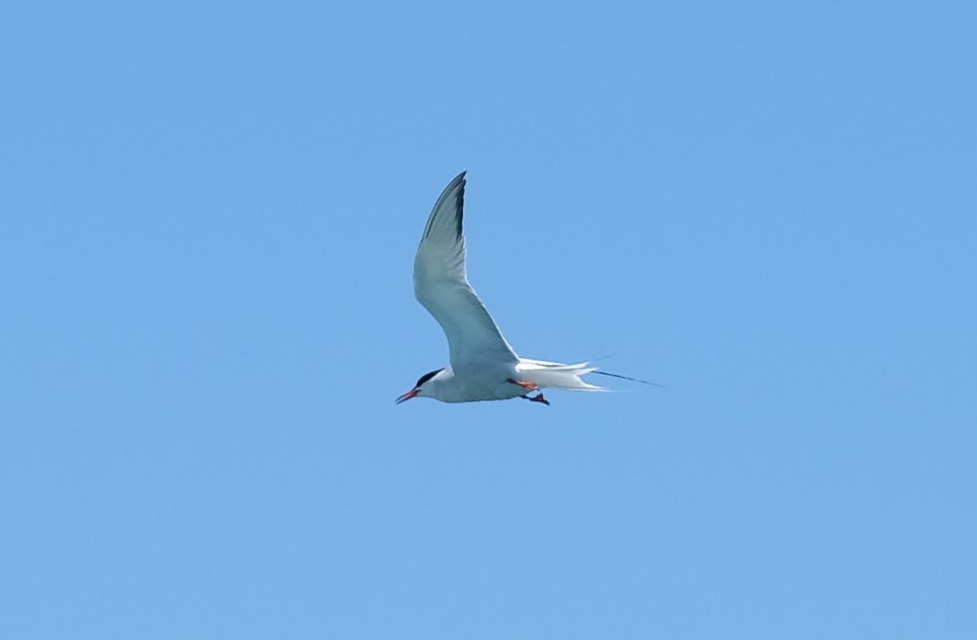 Roseate Tern - ML343547851