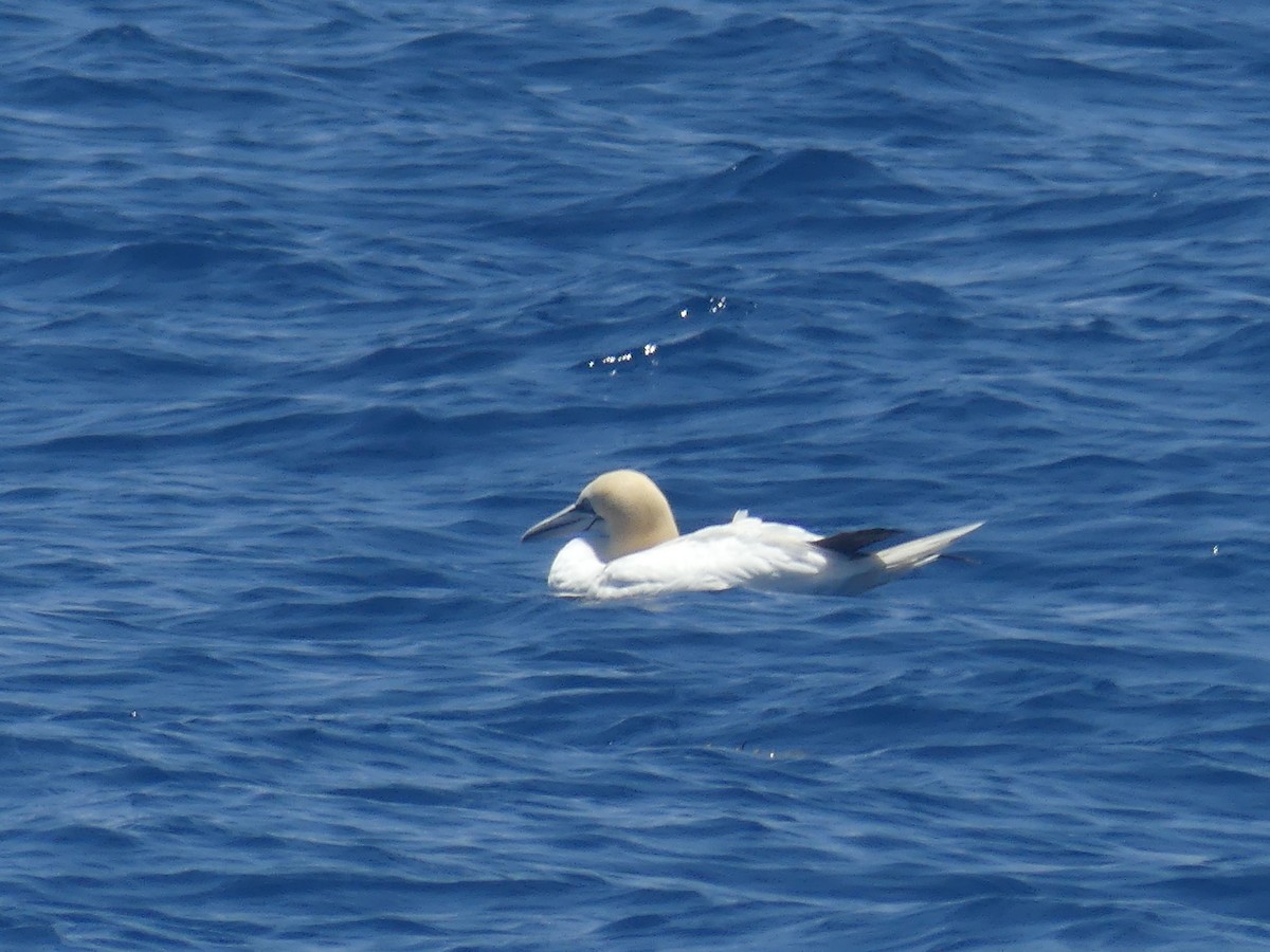 Northern Gannet - ML343547901