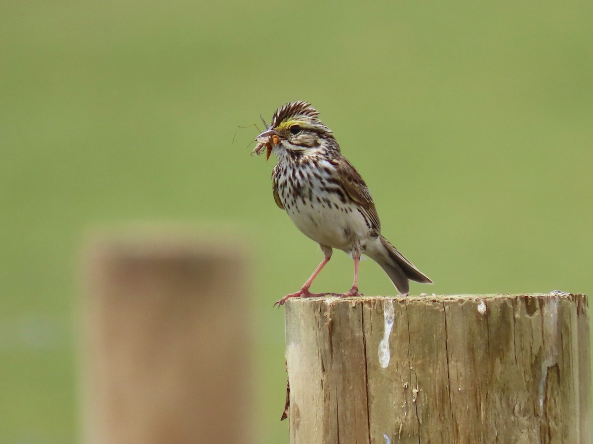 Savannah Sparrow - Phil Lehman