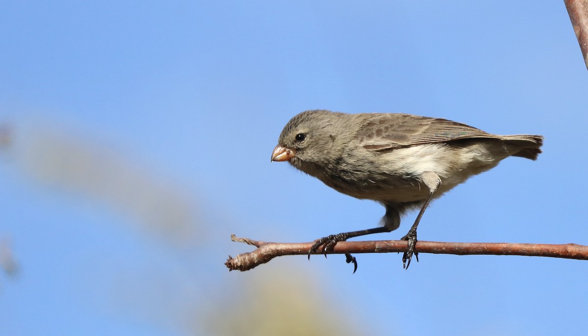 ML343549321 - Small Tree-Finch - Macaulay Library