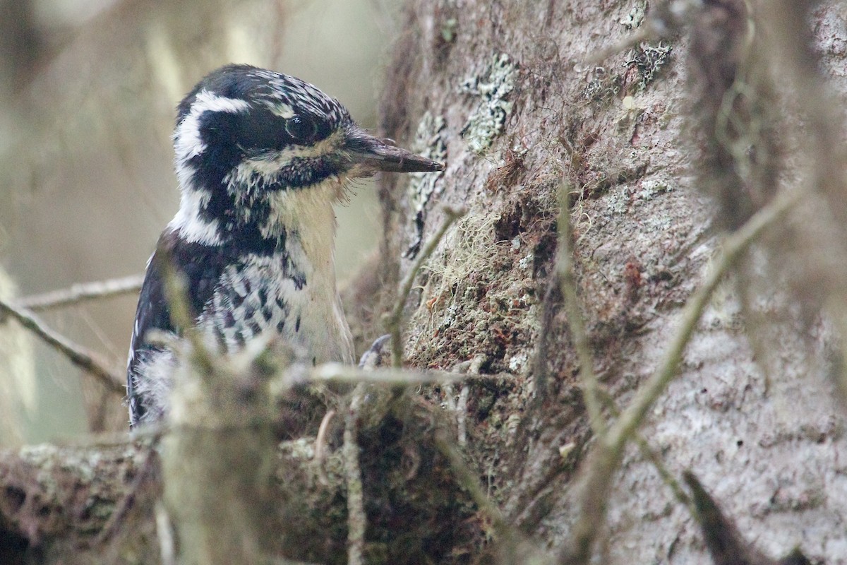 American Three-toed Woodpecker - ML34354991