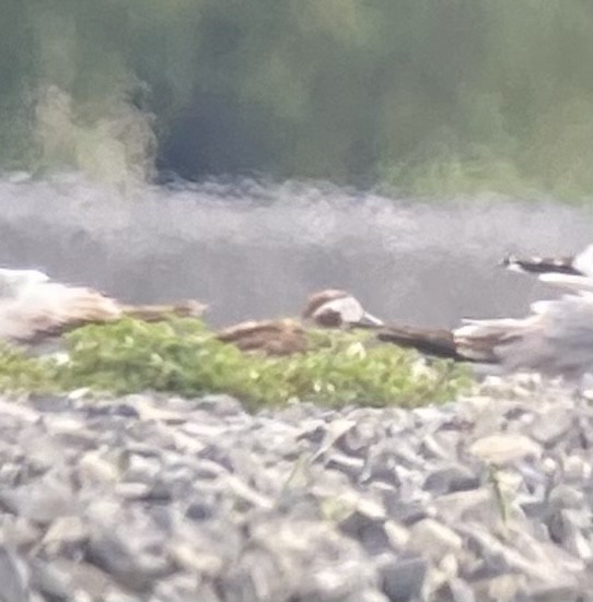 Long-tailed Duck - ML343550571