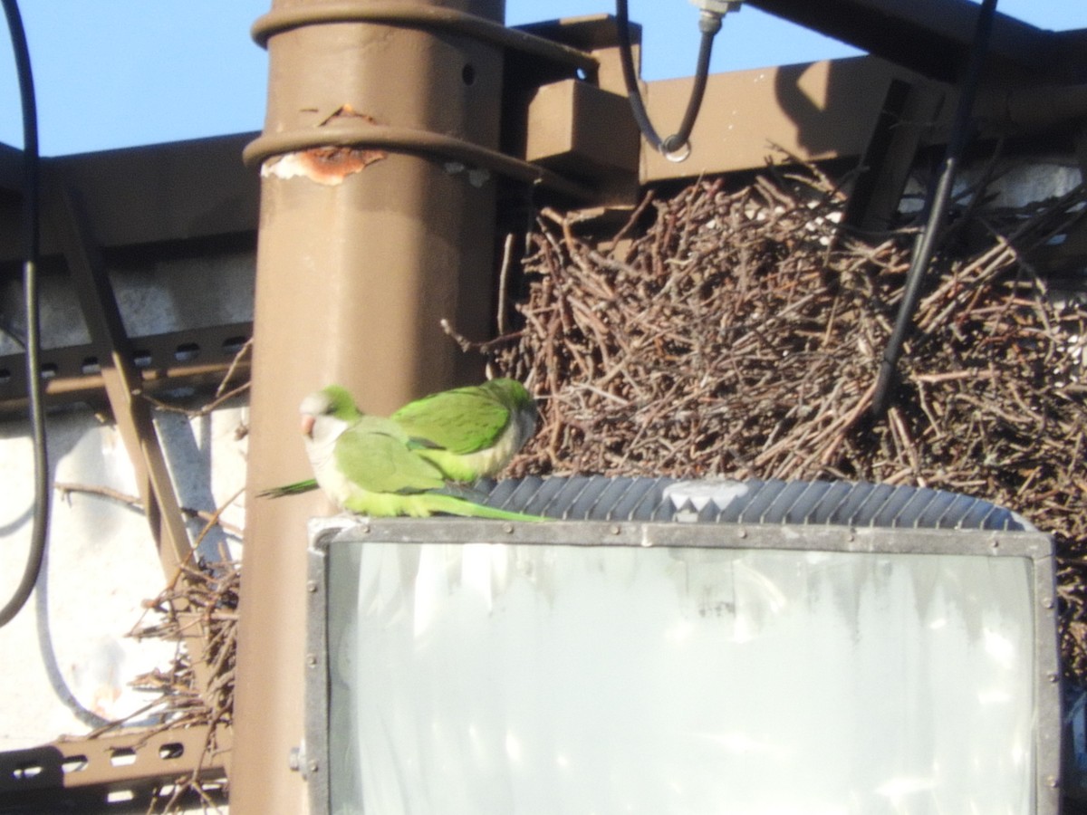 Monk Parakeet - ML343551261