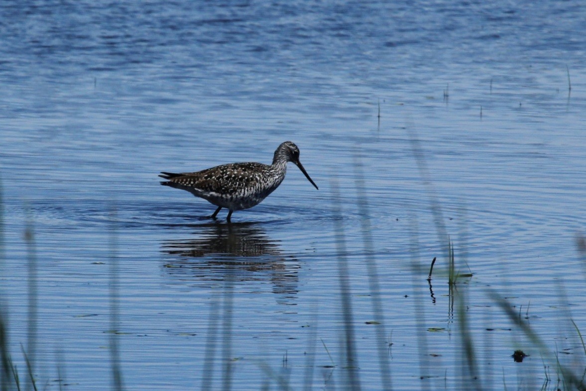 Greater Yellowlegs - ML343555601