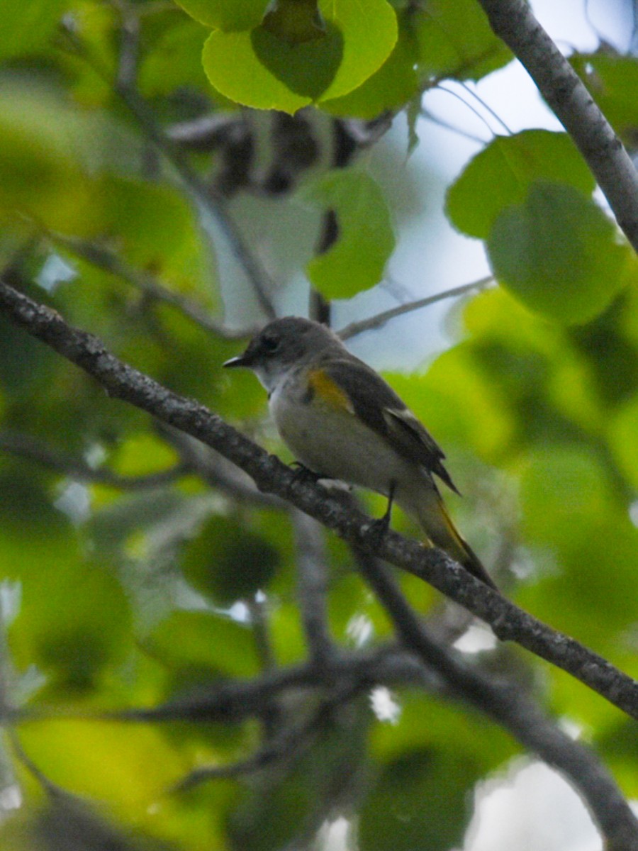 American Redstart - ML343555661