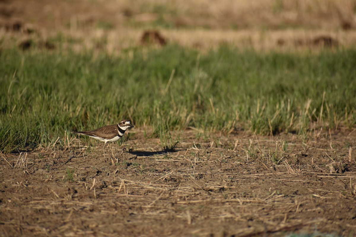 Killdeer - ML343557851