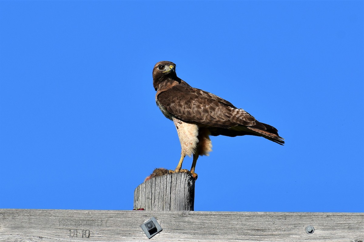Red-tailed Hawk - Harold Ziolkowski