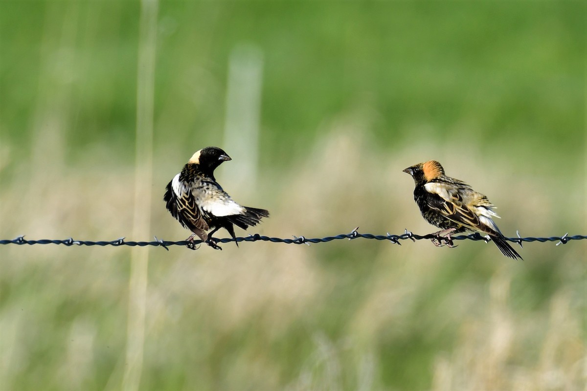 bobolink americký - ML343559721