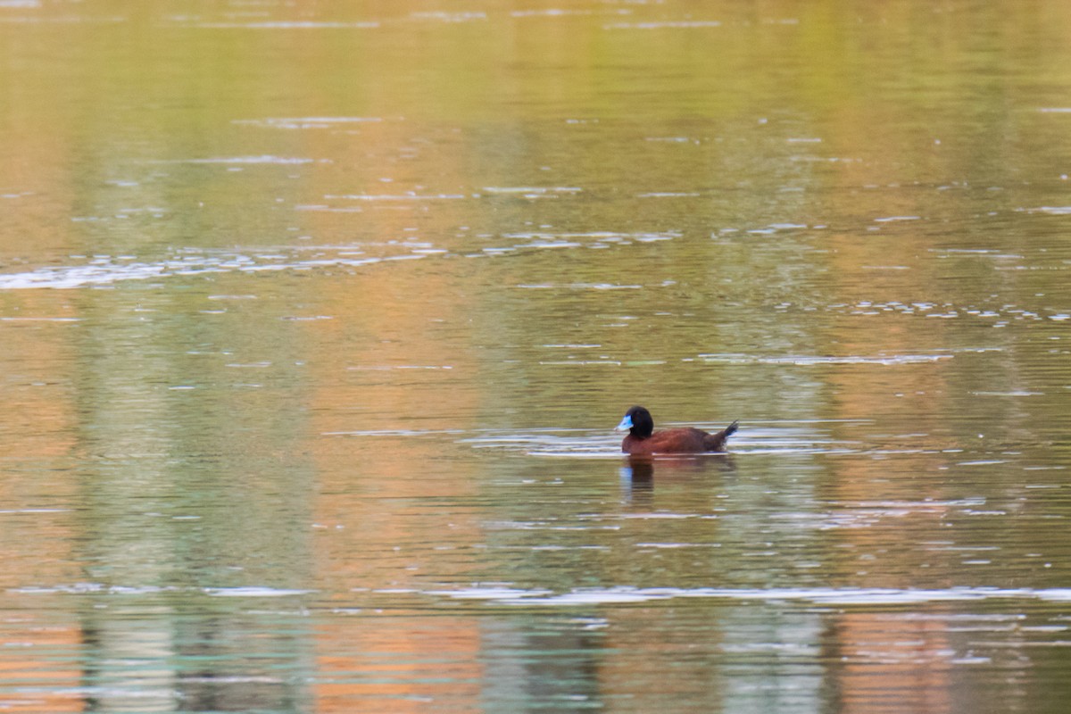 Blue-billed Duck - ML343566281