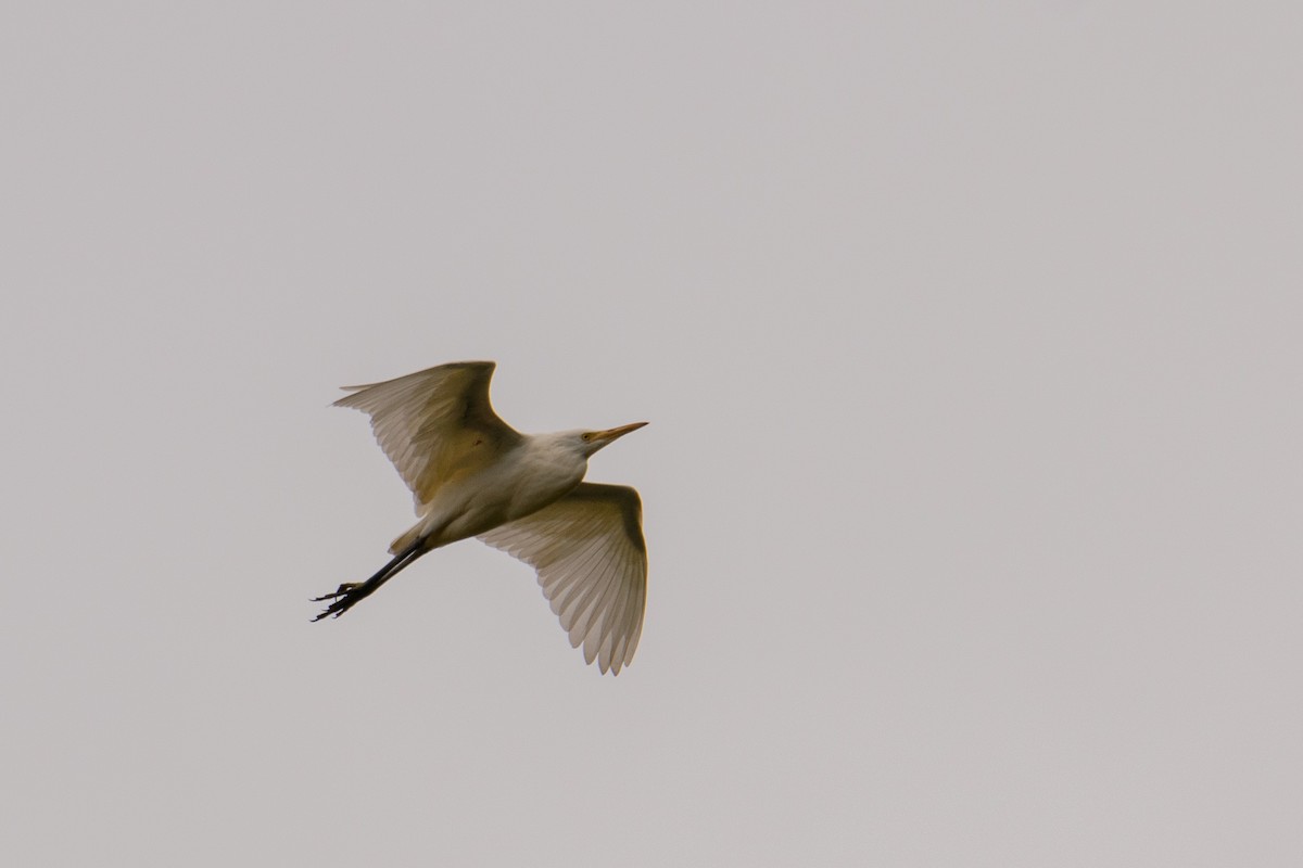 Eastern Cattle-Egret - ML343566451