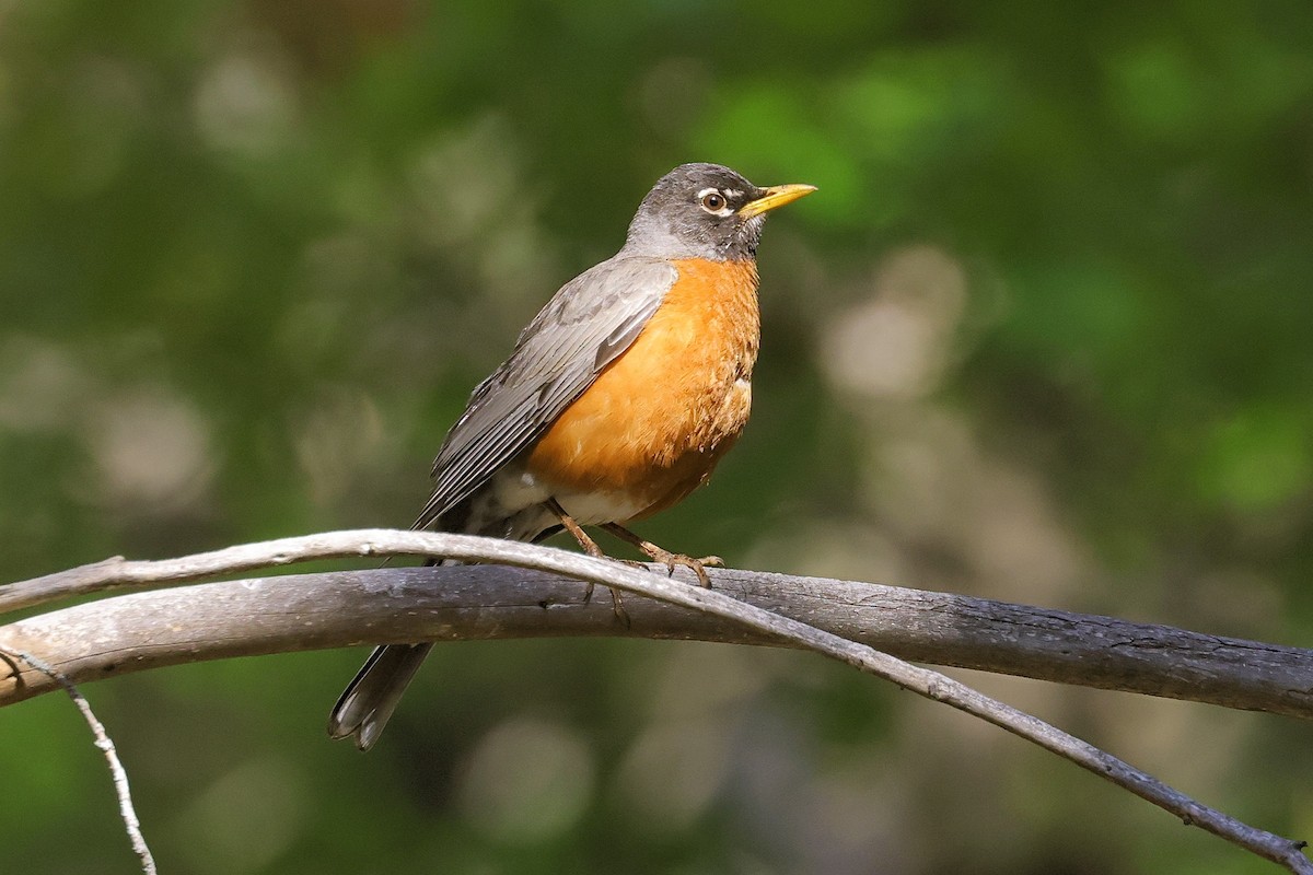 American Robin - ML343569381