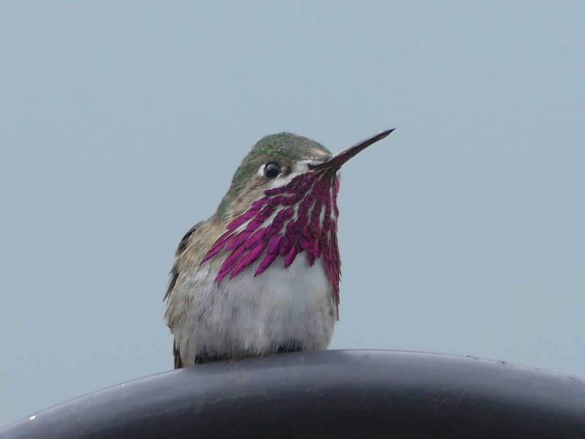 Calliope Hummingbird - Neal Hinds