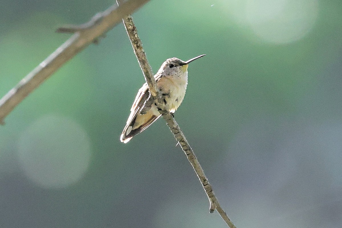 Broad-tailed Hummingbird - Bob Walker