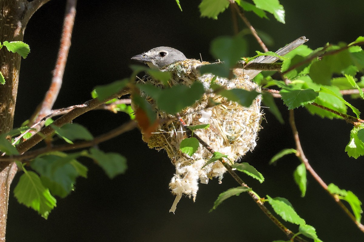 Plumbeous Vireo - ML343569931