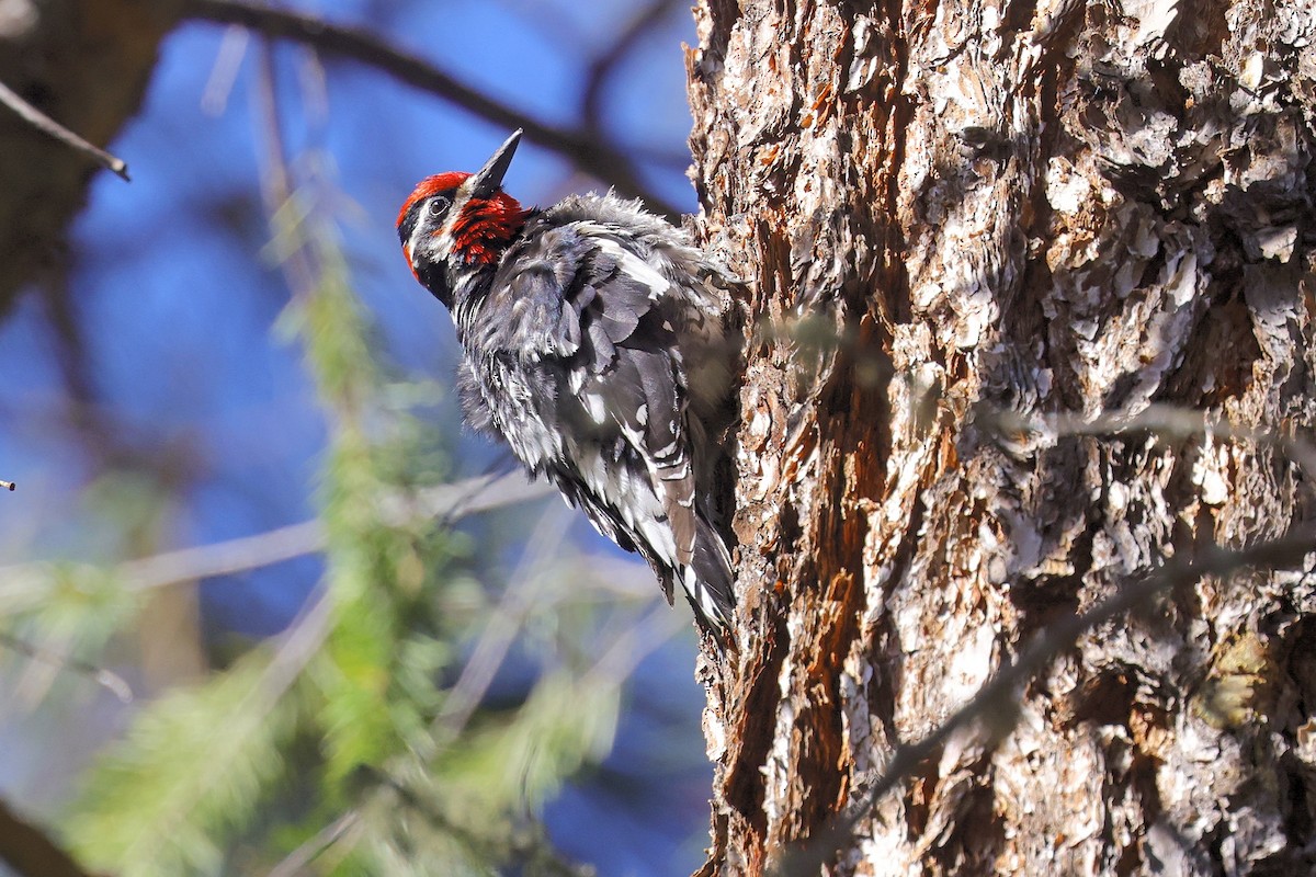 Red-naped Sapsucker - ML343569981