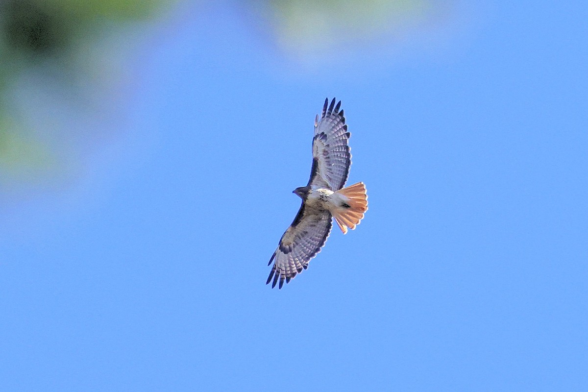 Red-tailed Hawk - ML343570071