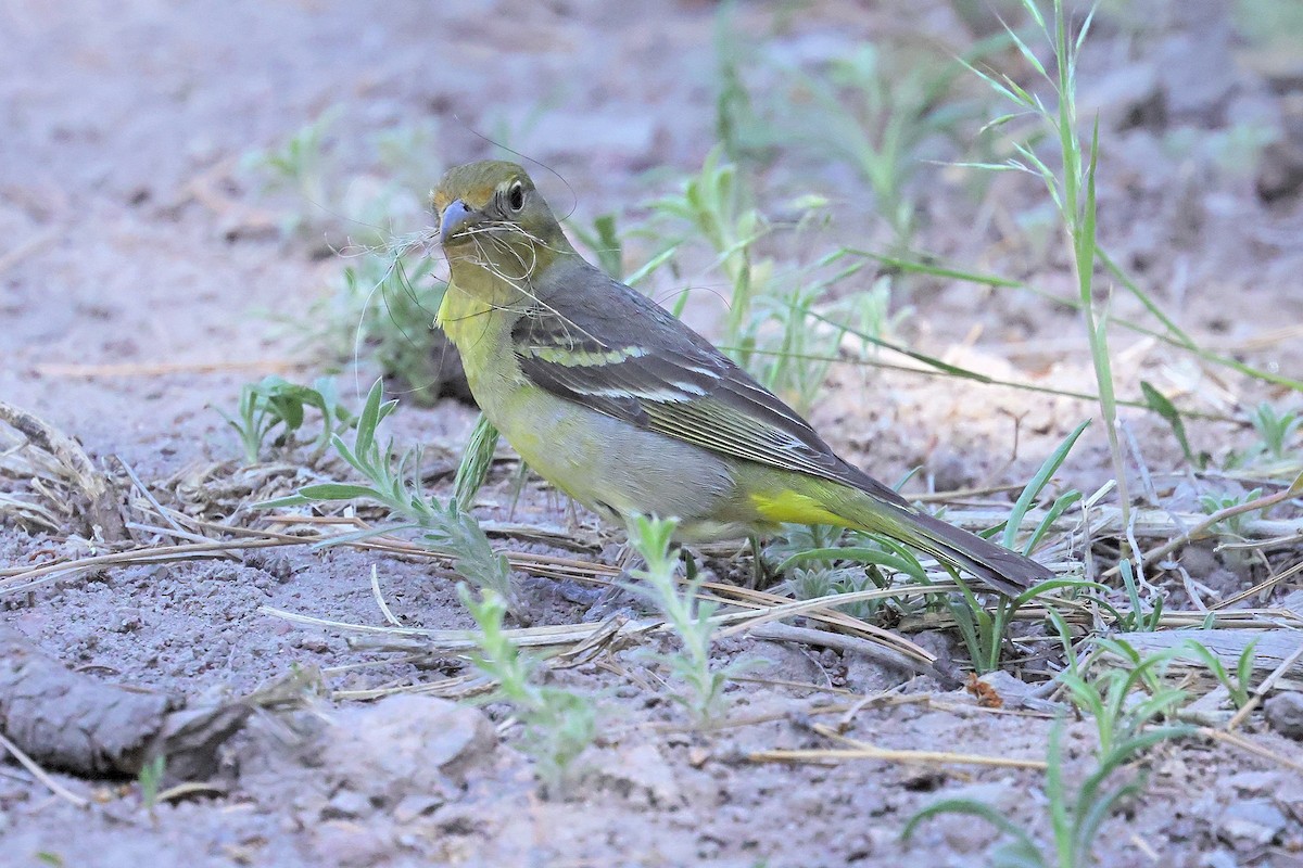 Piranga Carirroja - ML343570251