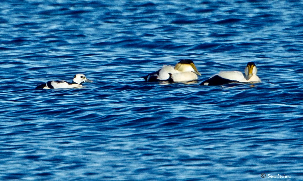 Steller's Eider - ML343571061