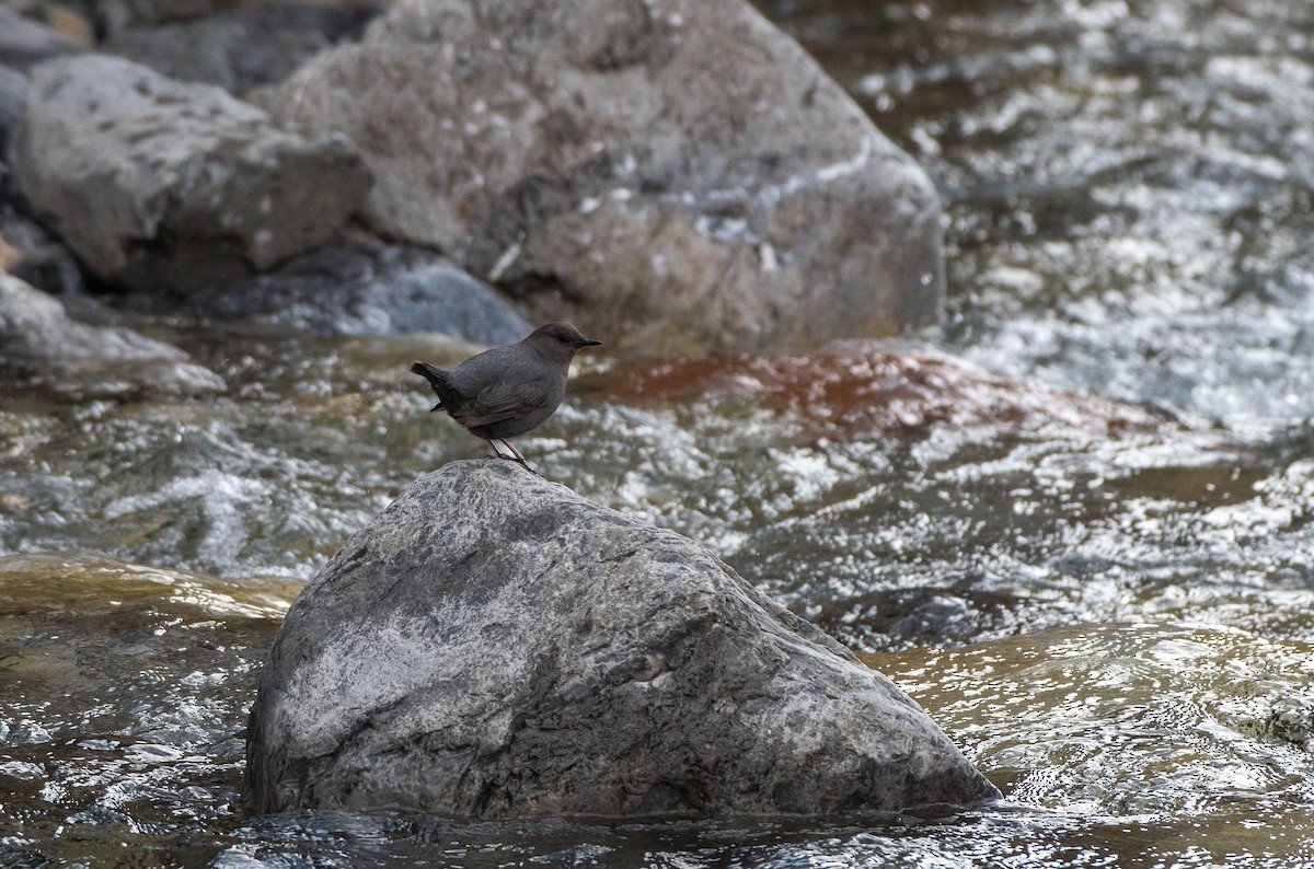 American Dipper - Chris McDonald