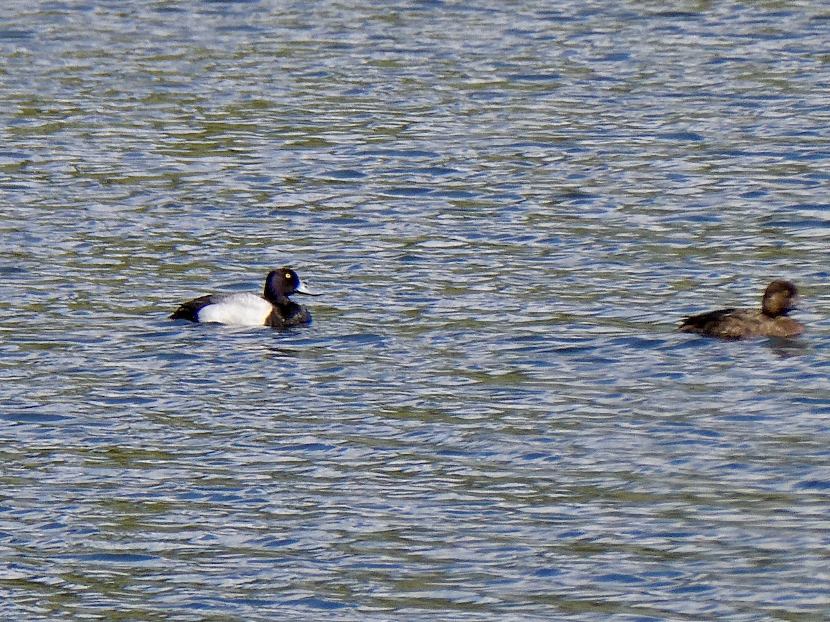 Lesser Scaup - ML343571881