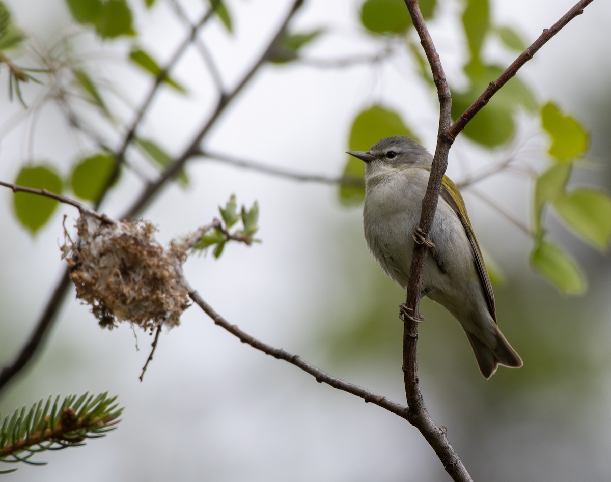 Tennessee Warbler - ML343572241
