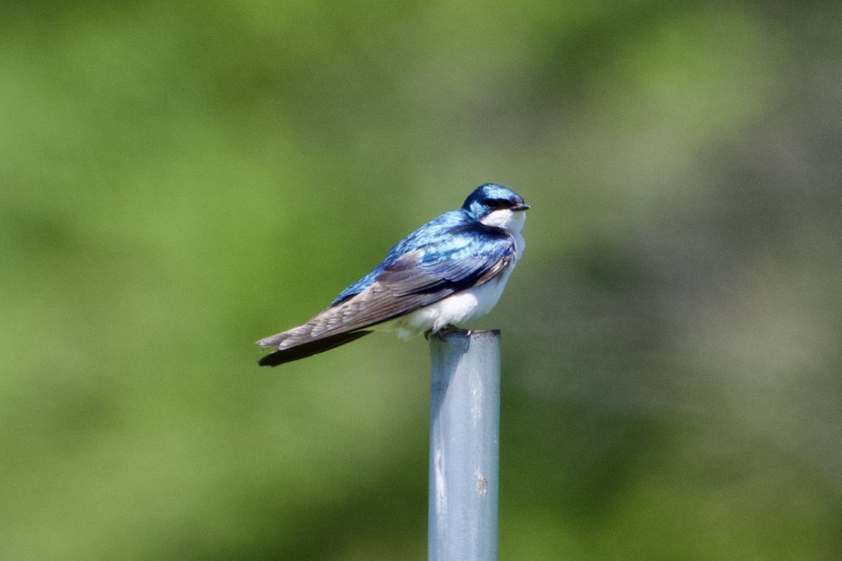 Tree Swallow - Jack Coulter