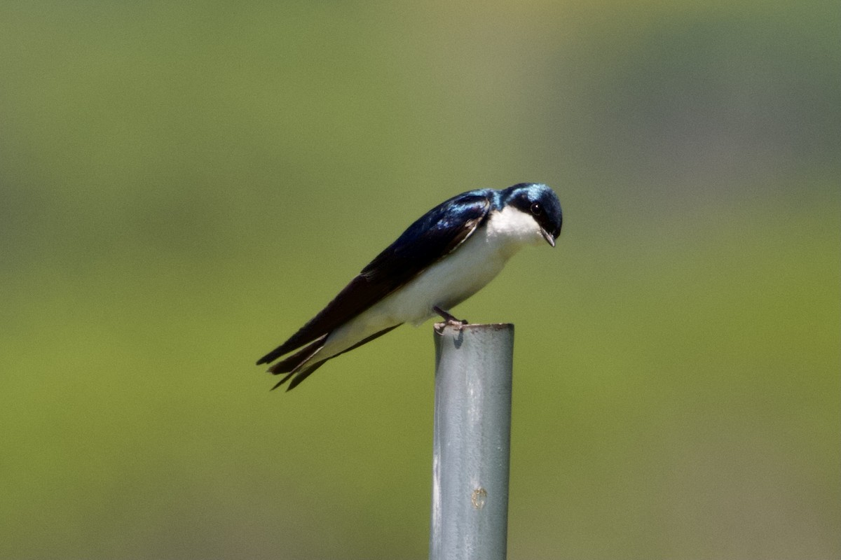 Tree Swallow - Jack Coulter