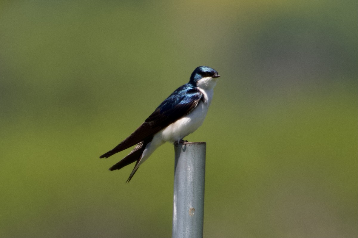 Tree Swallow - Jack Coulter