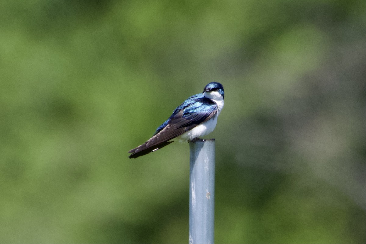 Tree Swallow - Jack Coulter
