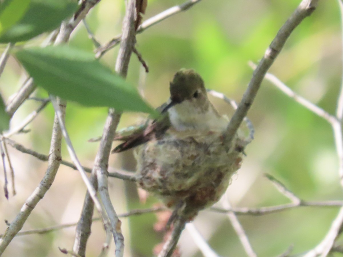 Broad-tailed Hummingbird - ML343576561