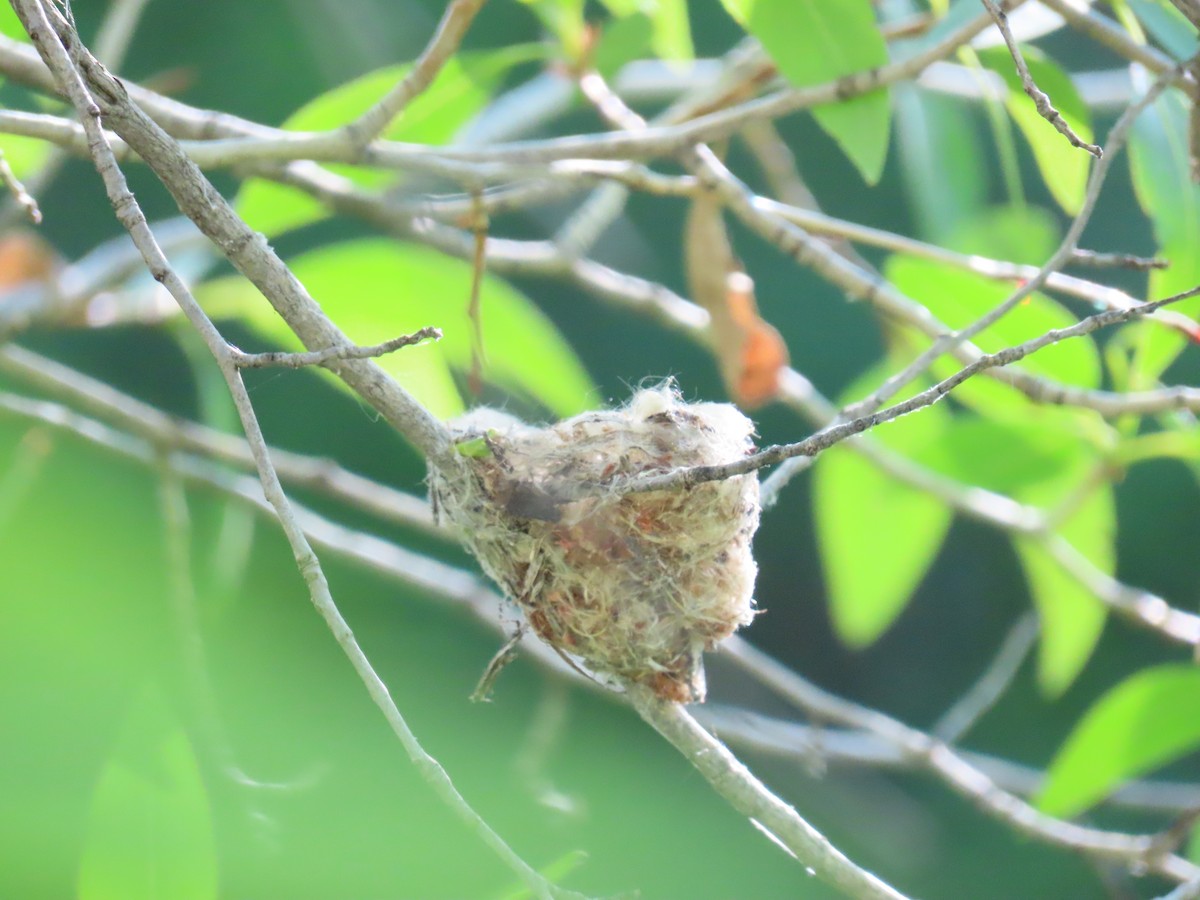 Broad-tailed Hummingbird - ML343576631