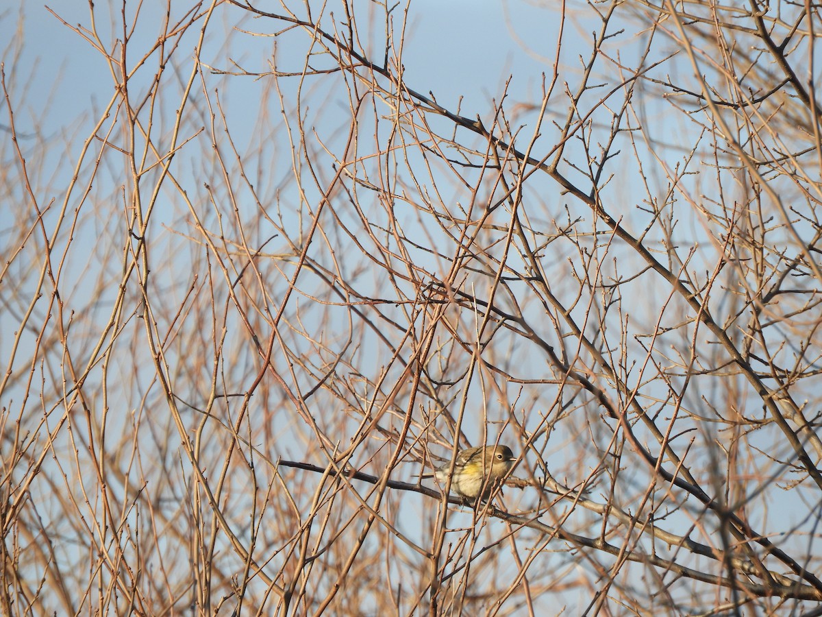 Yellow-rumped Warbler - ML343577331