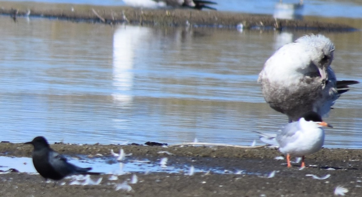 Gaviota Argéntea - ML343578951