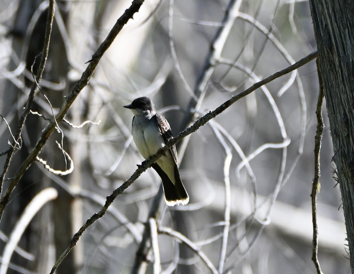 Eastern Kingbird - ML343579181