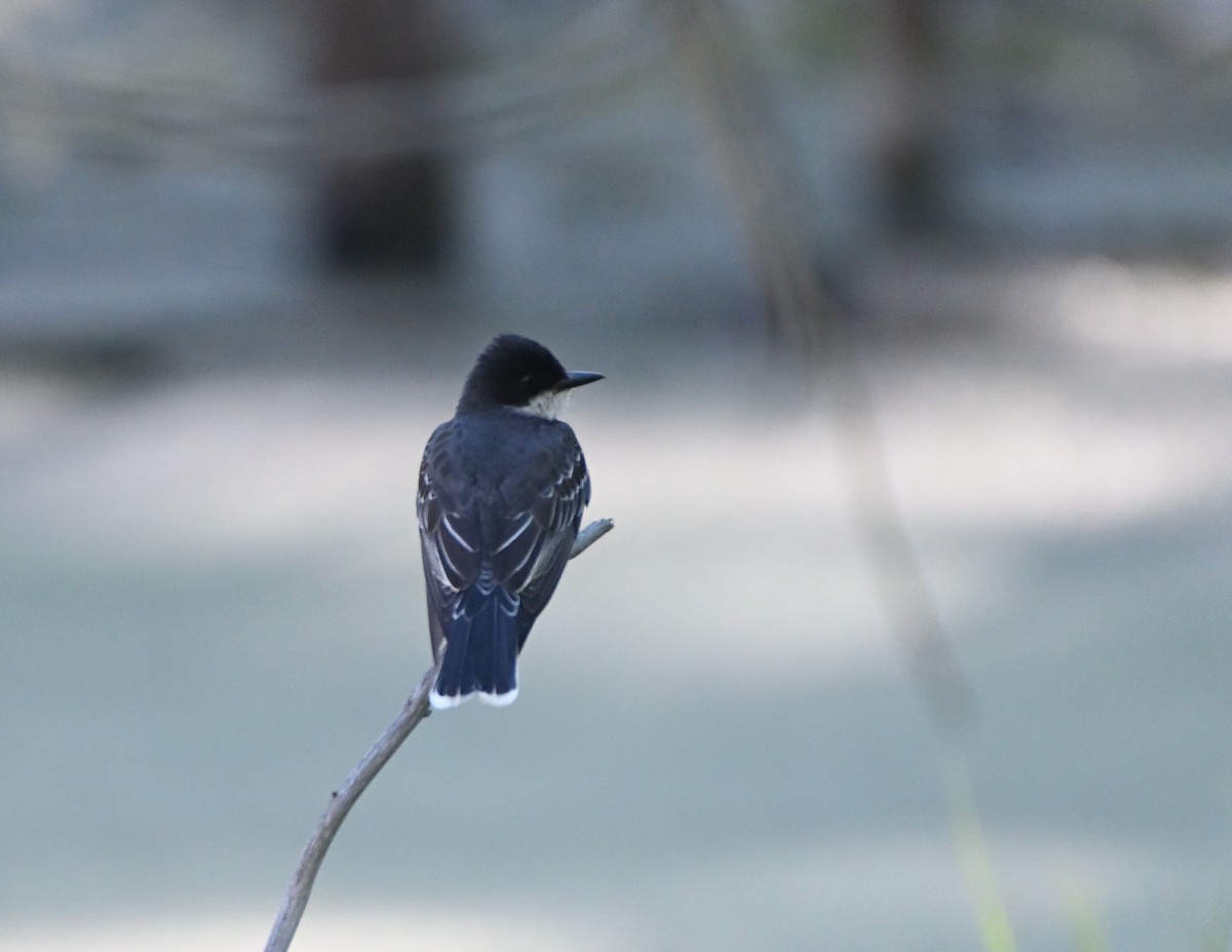 Eastern Kingbird - ML343579241