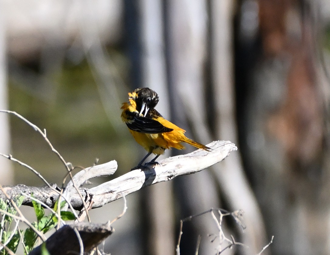 Baltimore Oriole - ML343579401