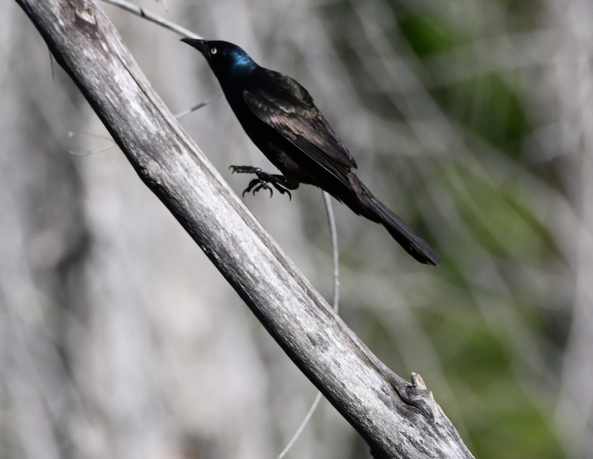 Common Grackle - ML343579521