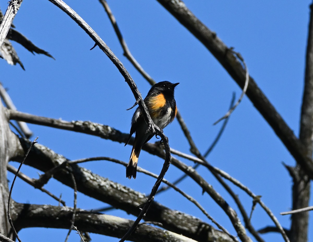 American Redstart - ML343579601