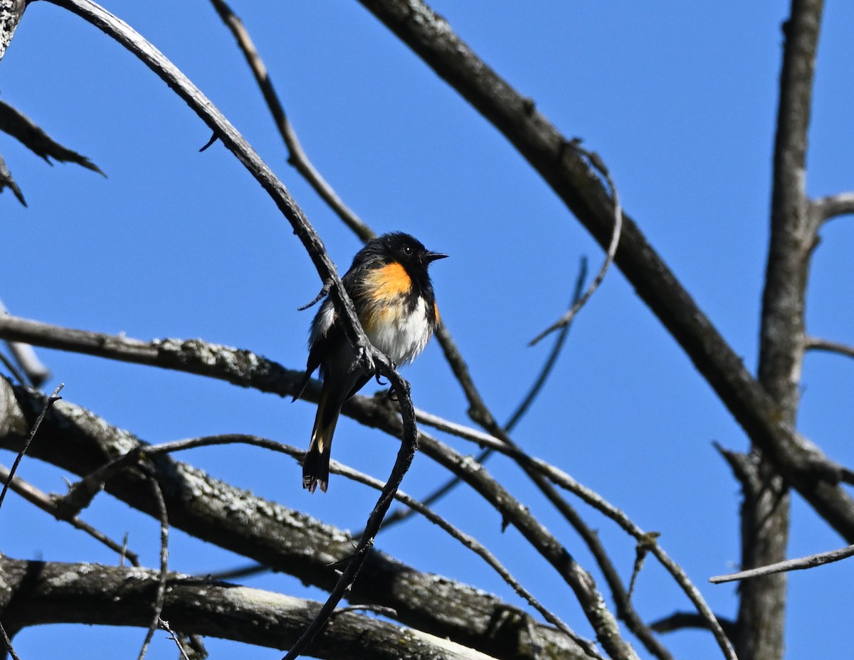 American Redstart - ML343579611