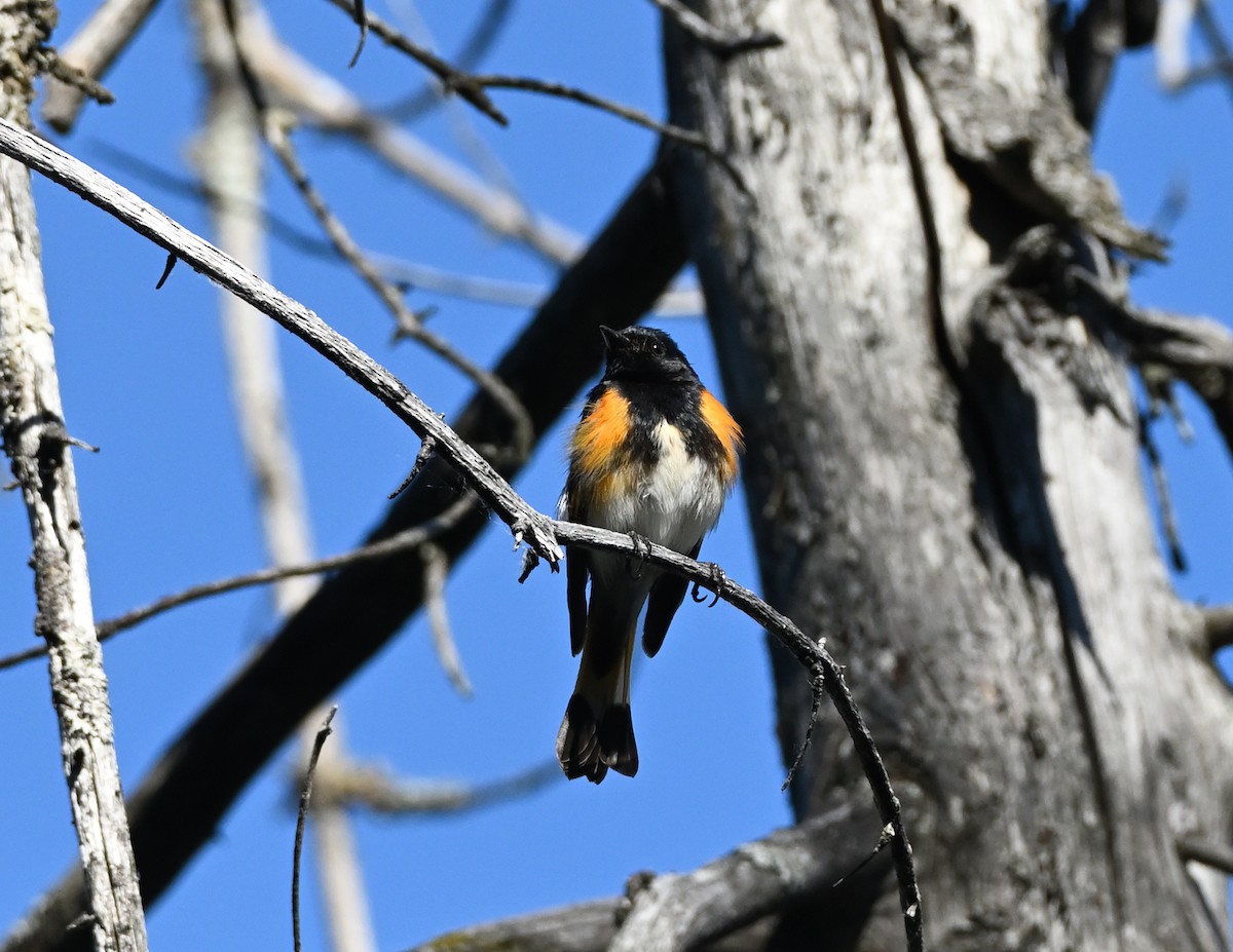 American Redstart - ML343579621