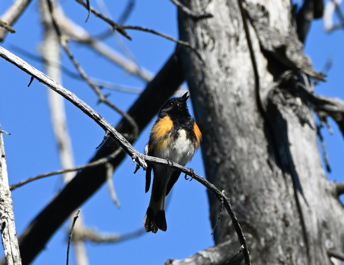 American Redstart - ML343579631