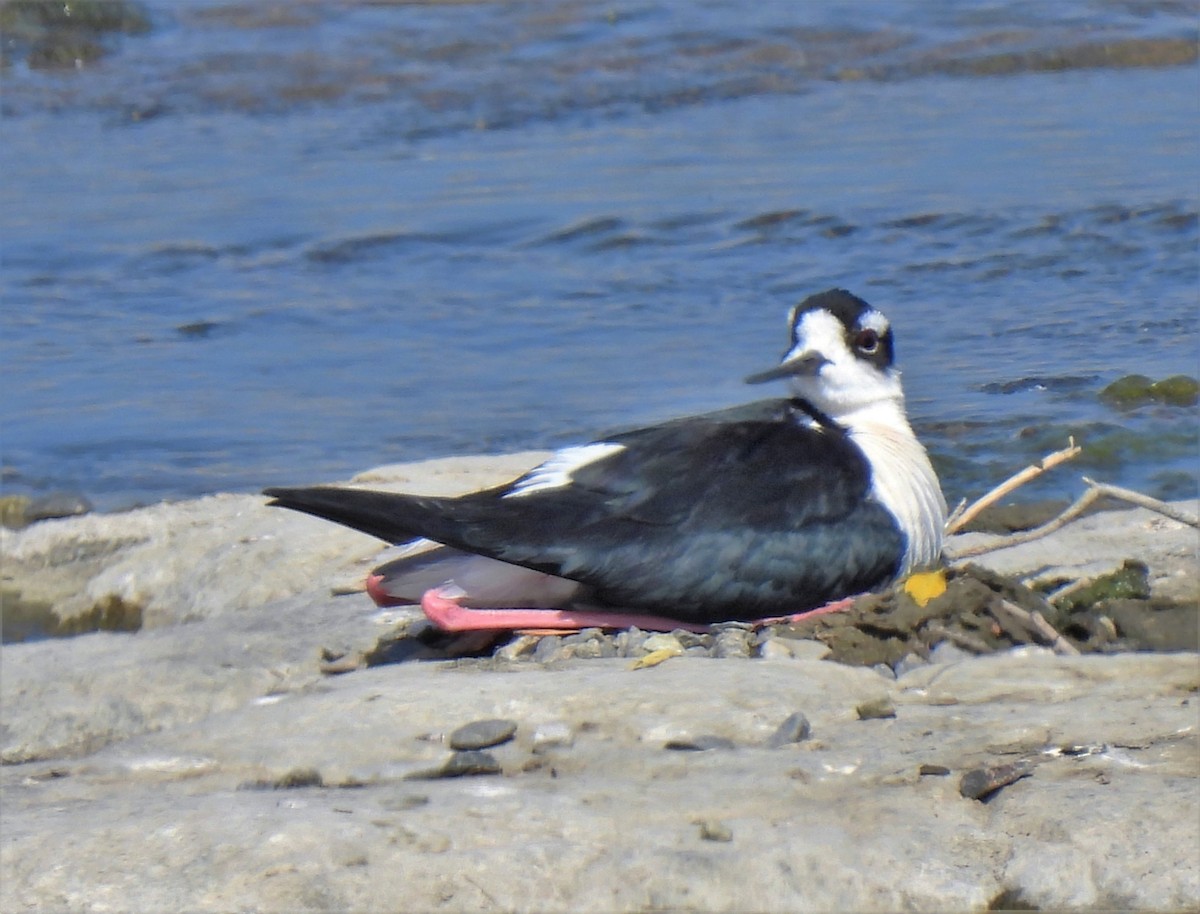 Black-necked Stilt - ML343580641