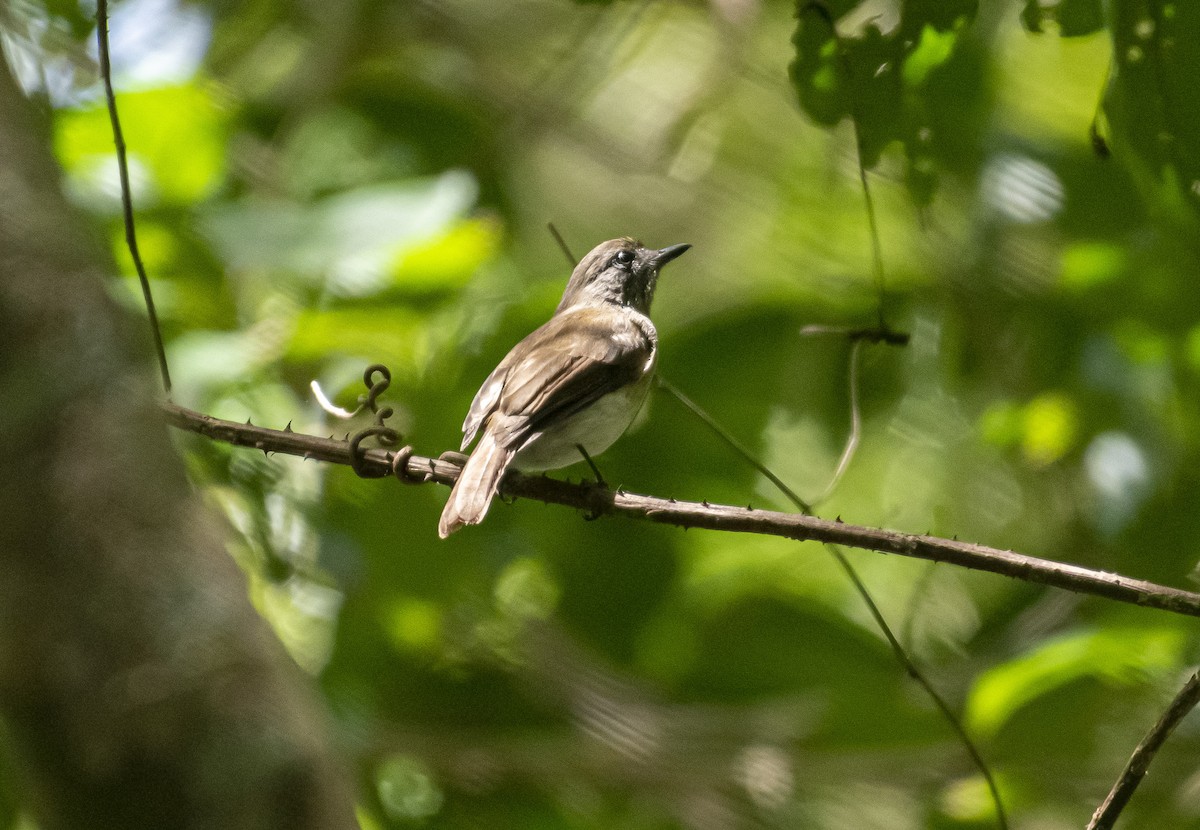 Sumba Jungle Flycatcher - ML343581401